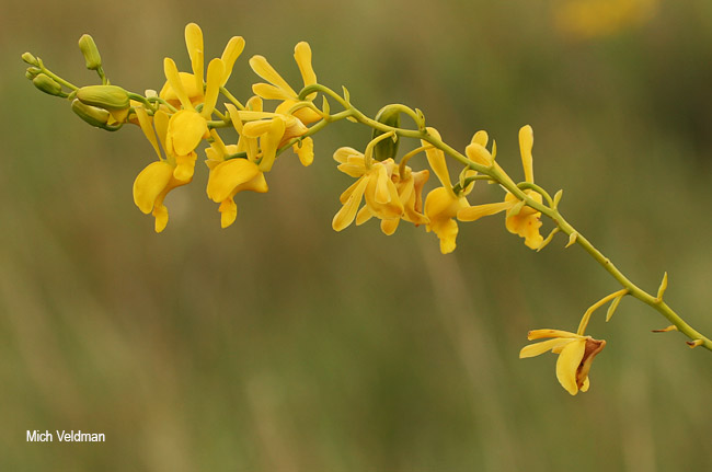 Eulophia angolensis